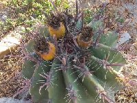 Ferocactus peninsulae ssp vizcainensis MCA (Baja California)